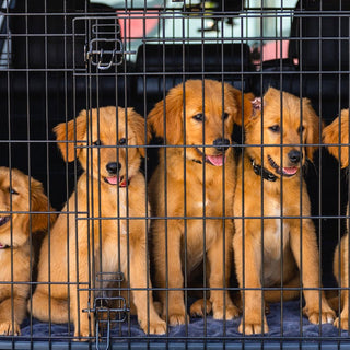 the-ultimate-guide-to-dog-crates-ensuring-safety-and-comfort