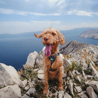 choose-the-ideal-dog-harness-for-training-and-enjoyable-walks