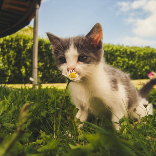 a-guide-to-crafting-a-pet-friendly-garden-haven