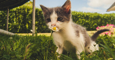 a-guide-to-crafting-a-pet-friendly-garden-haven