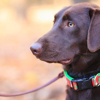 dog-collars-101-style-safety-and-function