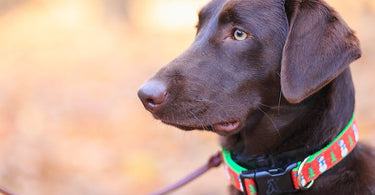 dog-collars-101-style-safety-and-function