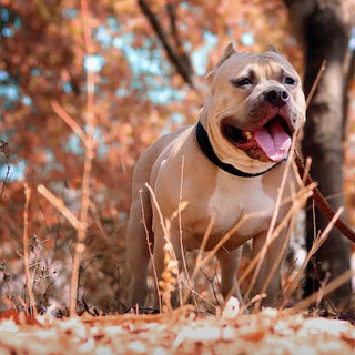 dog-leash-types-finding-the-right-fit-for-your-dog