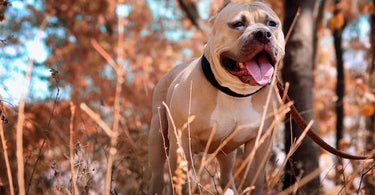 dog-leash-types-finding-the-right-fit-for-your-dog