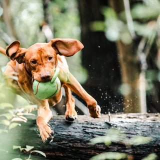 top-dog-toys-for-every-breed-that-promote-comfort-and-fun