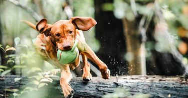 top-dog-toys-for-every-breed-that-promote-comfort-and-fun