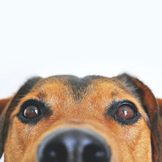 top-essential-pet-supplies-for-your-furry-friend