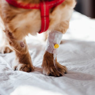 natural-remedies-for-common-pet-ailments