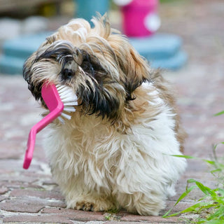 understanding-dog-behavior-comfortable-pet-solutions