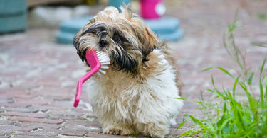 understanding-dog-behavior-comfortable-pet-solutions