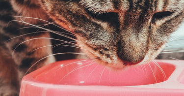 cat-care-essentials-choosing-the-best-cat-food