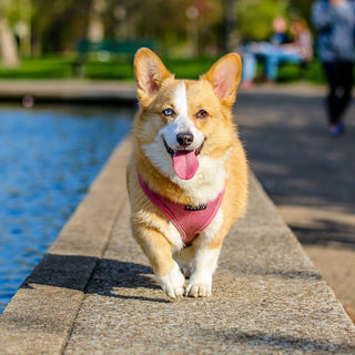 essential-dog-walking-gear-for-every-season
