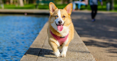 essential-dog-walking-gear-for-every-season