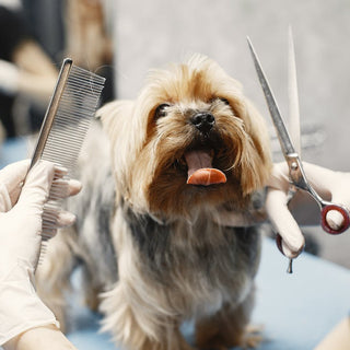 diy-dog-grooming