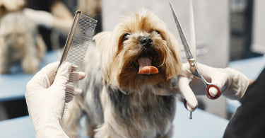 diy-dog-grooming