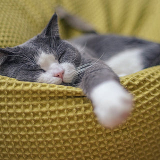 ultimate-guide-to-cozy-cat-bedding-purr-fect-comfort