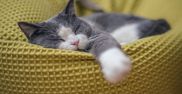 ultimate-guide-to-cozy-cat-bedding-purr-fect-comfort