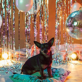 pet-accessories-trends-whats-new-in-2024