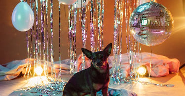 pet-accessories-trends-whats-new-in-2024