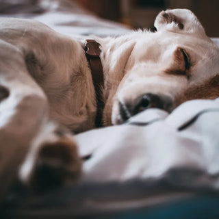 top-10-dog-beds-for-ultimate-comfort-and-style