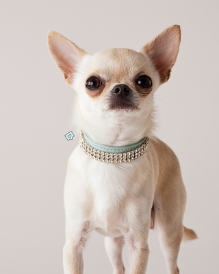 Dog Collars