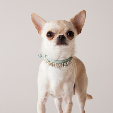 Dog Collars