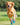 Dog Shoes