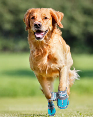 Dog Shoes