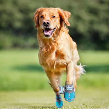 Dog Shoes