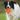 major-dog-octopus-retrieval-ball-large-fetch-toy