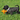 major-dog-octopus-retrieval-ball-small-fetch-toy