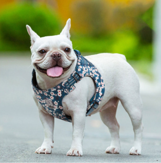floral-doggy-harness-saxony-blue